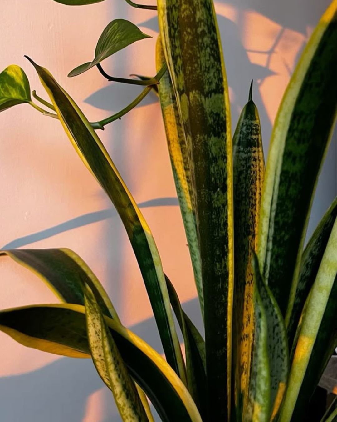 irritante – foi assim que ela definiu virgem, foi assim que me descobri irritada, mesmo sendo libriana